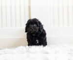 Small #5 Morkie-Poodle (Toy) Mix