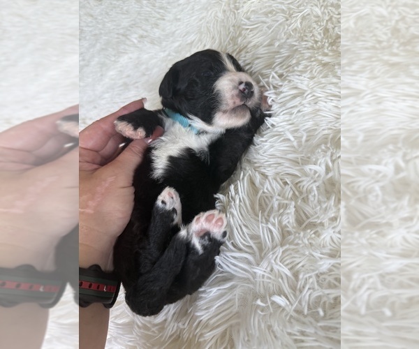 Medium Photo #103 Bernedoodle Puppy For Sale in BELMONT, NC, USA