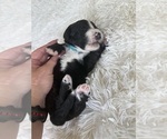 Small #102 Bernedoodle