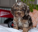 Small #6 Cockapoo (Miniature)