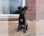 Small German Shepherd Dog Mix