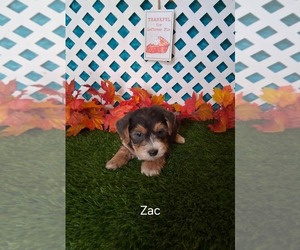 Yo-Chon Puppy for sale in MOUNT PLEASANT, MI, USA
