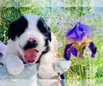 Small Photo #5 Portuguese Water Dog Puppy For Sale in REXBURG, ID, USA