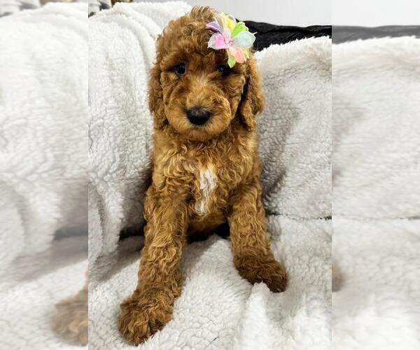 Medium Photo #2 Poodle (Standard) Puppy For Sale in CARTERET, NJ, USA