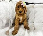 Small #1 Poodle (Standard)