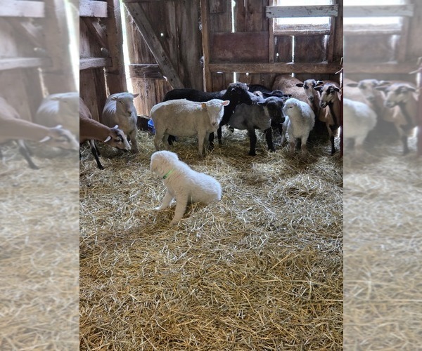 Medium Photo #1 Maremma Sheepdog Puppy For Sale in ROCHELLE, IL, USA