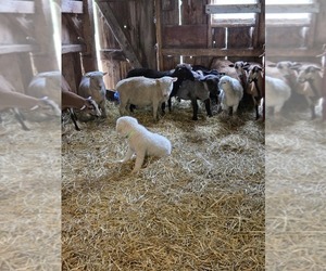 Maremma Sheepdog Puppy for Sale in ROCHELLE, Illinois USA