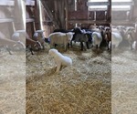 Small Maremma Sheepdog