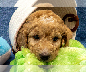 Goldendoodle (Miniature) Puppy for sale in ROY, UT, USA