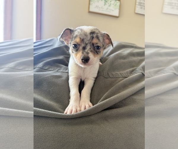 Medium Photo #20 Chihuahua Puppy For Sale in MARCUS, IA, USA