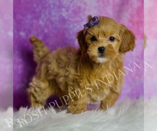 Medium Photo #1 Goldendoodle (Miniature) Puppy For Sale in WARSAW, IN, USA