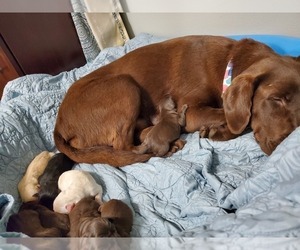 Mother of the Labrador Retriever puppies born on 04/12/2022