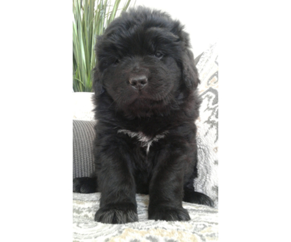Medium Photo #1 Newfoundland Puppy For Sale in HERNDON, PA, USA