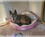 Small #2 Basenji Mix