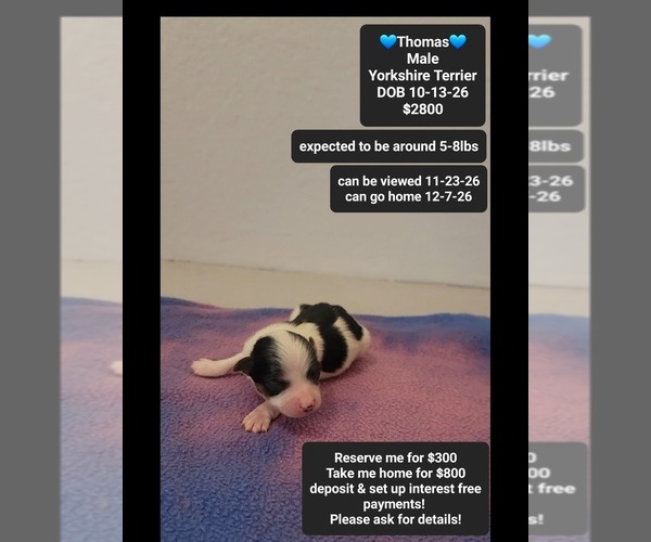 Medium Photo #1 Yorkshire Terrier Puppy For Sale in TUCSON, AZ, USA