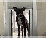 Small Dutch Shepherd  Mix
