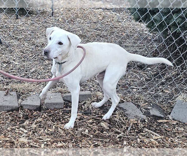 Medium Photo #2 Labrador Retriever-Unknown Mix Puppy For Sale in Bloomingdale, NJ, USA
