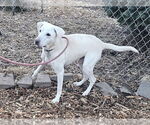 Small #1 Labrador Retriever Mix