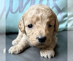 Puppy Puppy 4 Cavapoo (Miniature)