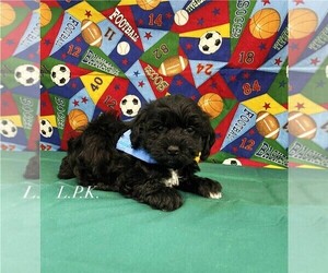 Schnoodle (Miniature) Puppy for sale in WINNSBORO, LA, USA