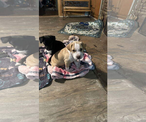 Medium Photo #4 Bulldog-Unknown Mix Puppy For Sale in Ball Ground, GA, USA