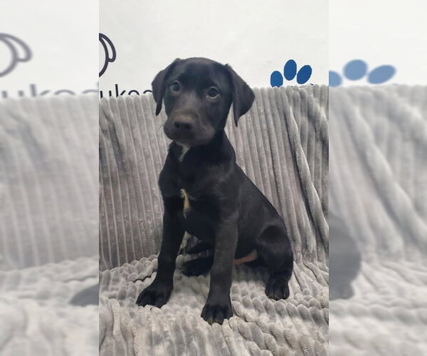 Medium Photo #1 Labrador Retriever Puppy For Sale in Lake City, MI, USA