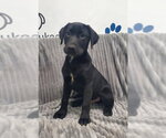 Small Labrador Retriever