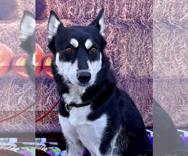 Medium Photo #13 Huskies -Unknown Mix Puppy For Sale in Lake Elsinore, CA, USA