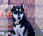 Small #12 Huskies  Mix