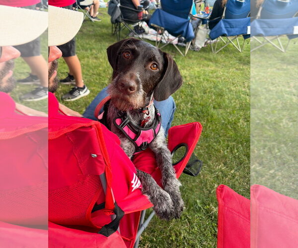 Medium Photo #2 German Wirehaired Pointer-Unknown Mix Puppy For Sale in Grafton, WI, USA