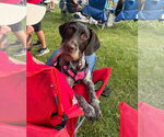 Small #1 German Wirehaired Pointer Mix