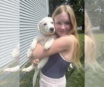 Small #34 Great Pyrenees Mix