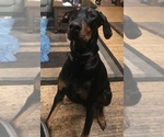 Small Photo #21 Doberman Pinscher Puppy For Sale in SCAPPOOSE, OR, USA