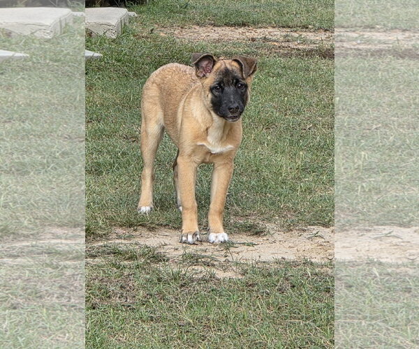 Medium Photo #2 German Shepherd Dog-Unknown Mix Puppy For Sale in La Grange , NC, USA
