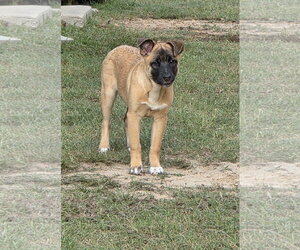 Zev - Female German Shepherd Dog-Unknown Mix Dog for Adoption - Photo #2