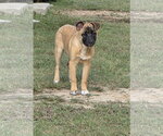 Small Photo #2 German Shepherd Dog-Unknown Mix Puppy For Sale in La Grange , NC, USA