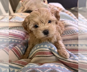 Medium Maltipoo