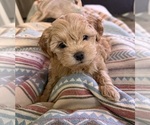 Puppy Matthew Maltipoo
