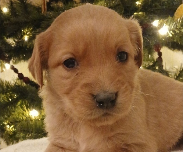Medium Photo #6 Golden Retriever Puppy For Sale in MOUNT SOLON, VA, USA