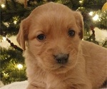 Small #5 Golden Retriever