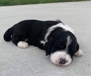 Bernedoodle Puppy for sale in GREENWOOD, IN, USA