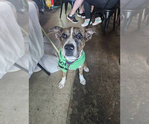 Medium Photo #4 Mutt Puppy For Sale in Spotsylvania, VA, USA
