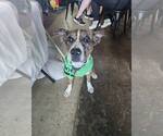 Small #3 Mutt