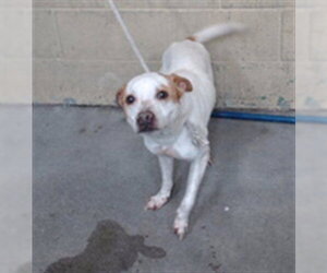 Mutt Dogs for adoption in Downey, CA, USA