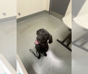 Black and Tan Coonhound-Labrador Retriever Mix Dogs for adoption in Lee's Summit, MO, USA