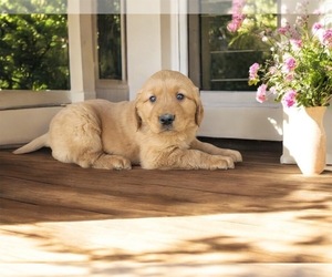 Golden Retriever Puppy for sale in NOVI, MI, USA