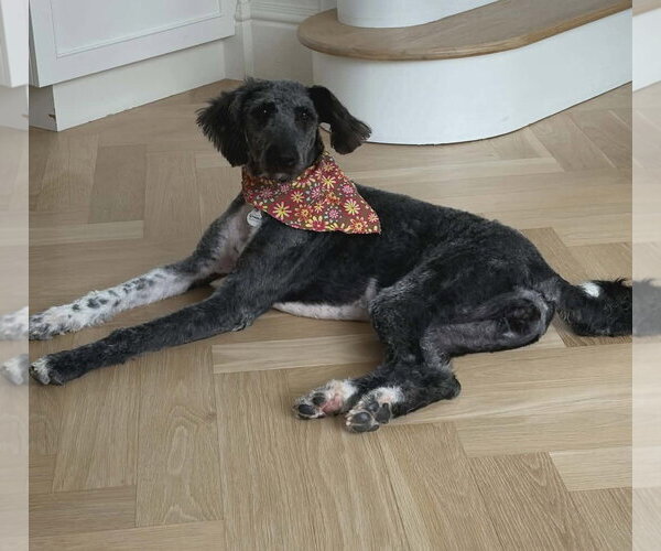Medium Photo #2 Aussiedoodle Puppy For Sale in Westwood, NJ, USA