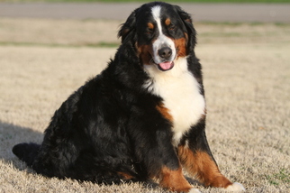 Mother of the Bernese Mountain Dog puppies born on 03/17/2019