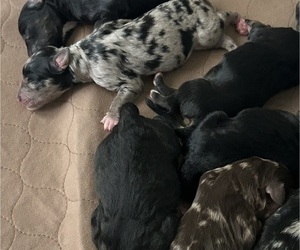 Aussiedoodle Puppy for Sale in LONGWOOD, Florida USA
