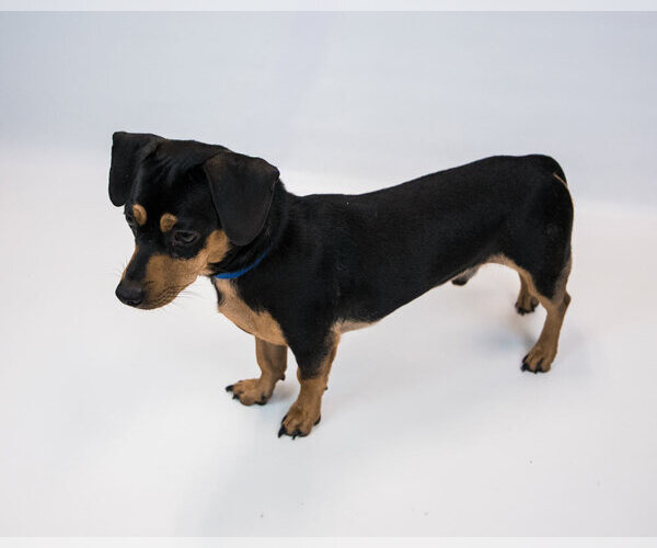 Medium Photo #4 Chiweenie Puppy For Sale in Kennesaw, GA, USA